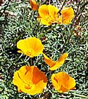California Poppies