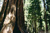 Redwoods